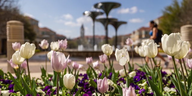 Tulips in front of Frog Fountain